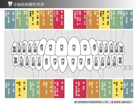 牙齒經絡圖|牙齒經絡圖表 @ 巨樺牙醫 :: 痞客邦